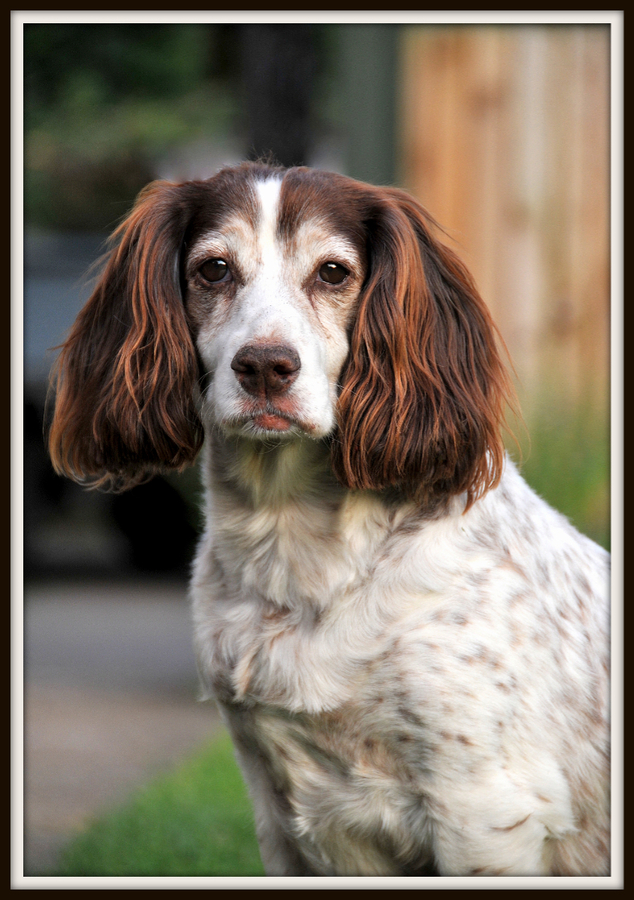 Don't Leave Me - Dave Edwards